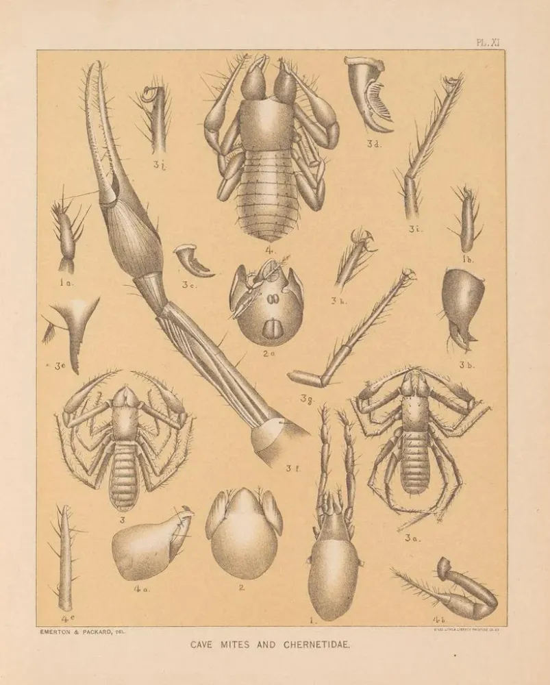 Maalaus La faune des grottes d'Amérique du Nord Pl 11 - Alpheus Spring Packard | Taidetuloste