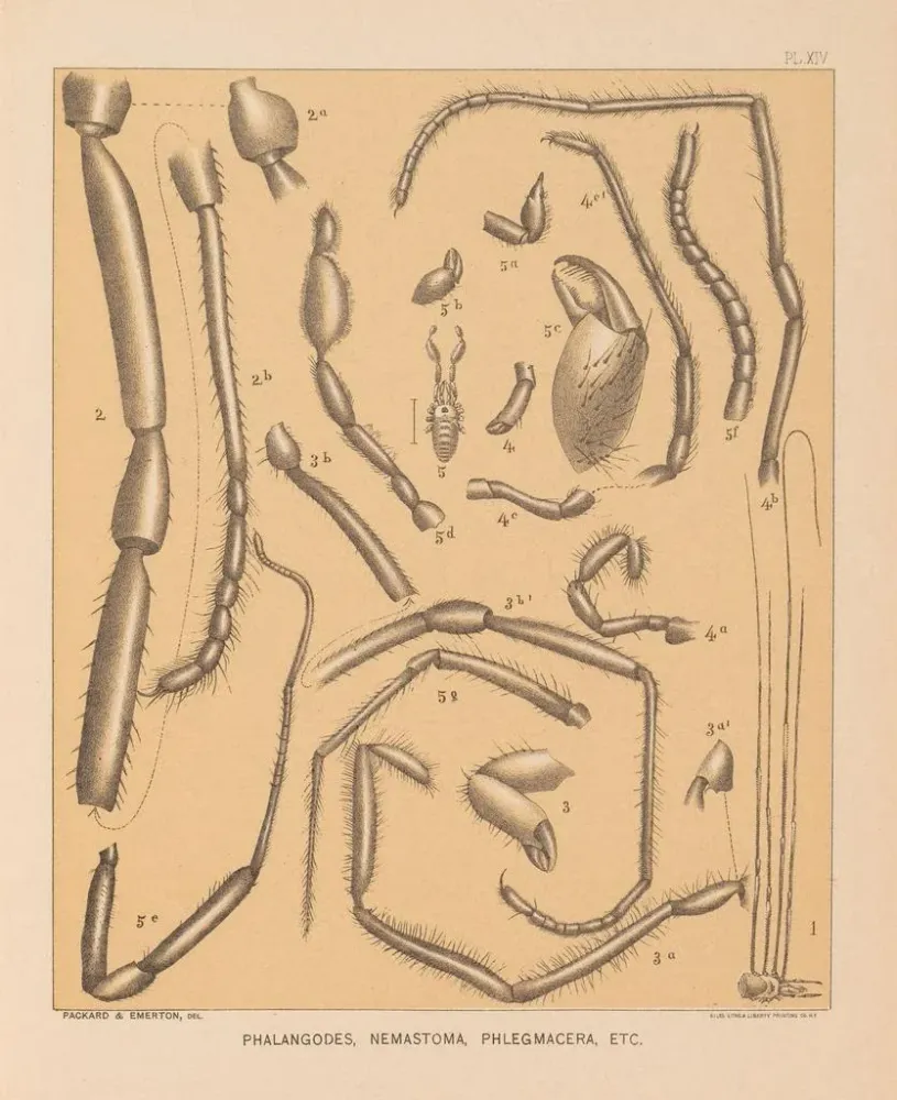 Maalaus La faune des grottes d'Amérique du Nord Pl 14 - Alpheus Spring Packard | Taidetuloste