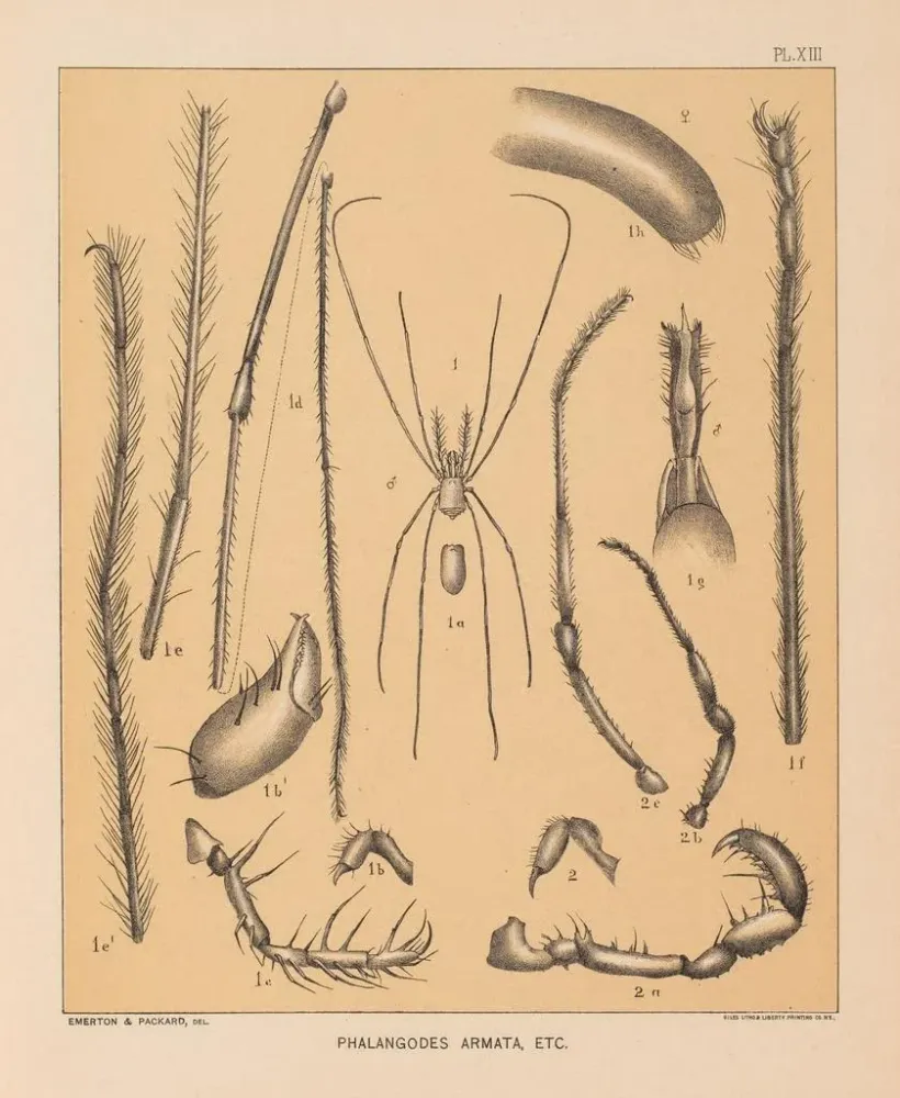 Maalaus La faune des grottes d'Amérique du Nord Pl 13 - Alpheus Spring Packard | Taidetuloste