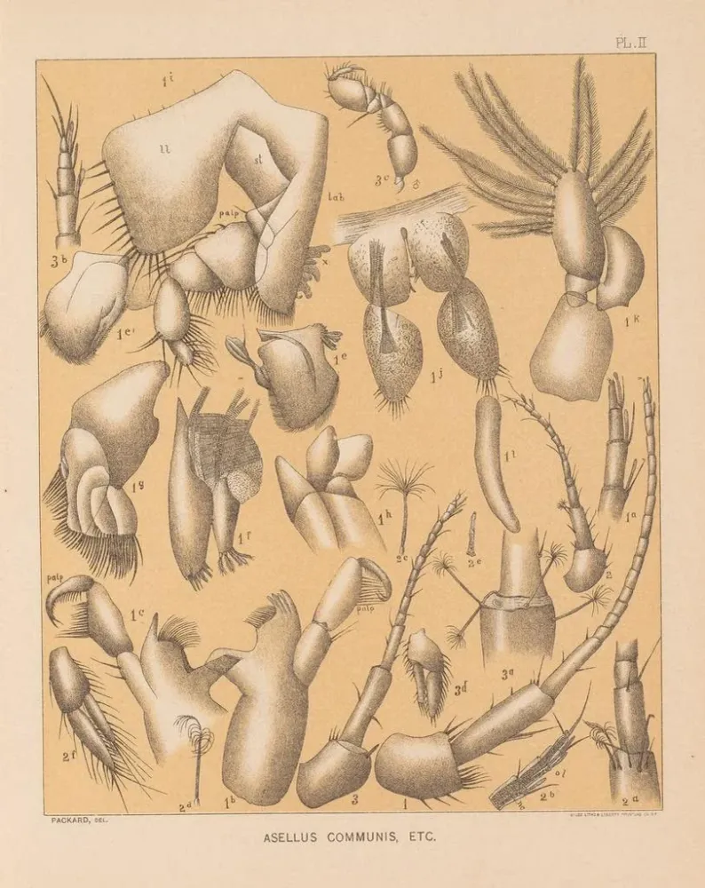 Maalaus La faune des grottes d'Amérique du Nord Pl 02 - Alpheus Spring Packard | Taidetuloste