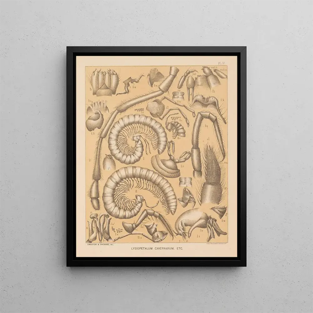 Maalaus La faune des grottes d'Amérique du Nord Pl 06 - Alpheus Spring Packard | Taidetuloste