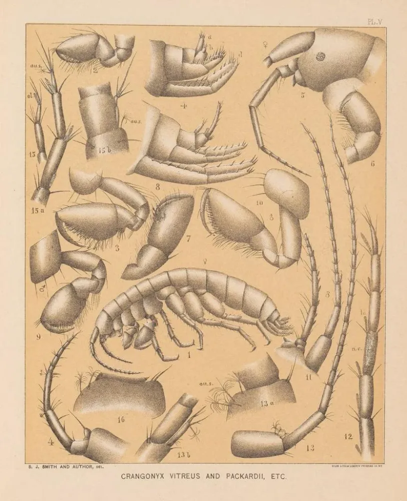 Maalaus La faune des grottes d'Amérique du Nord Pl 05 - Alpheus Spring Packard | Taidetuloste