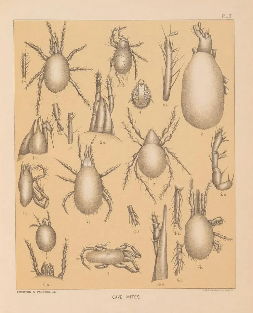 Maalaus La faune des grottes d'Amérique du Nord Pl 10 - Alpheus Spring Packard | Taidetuloste