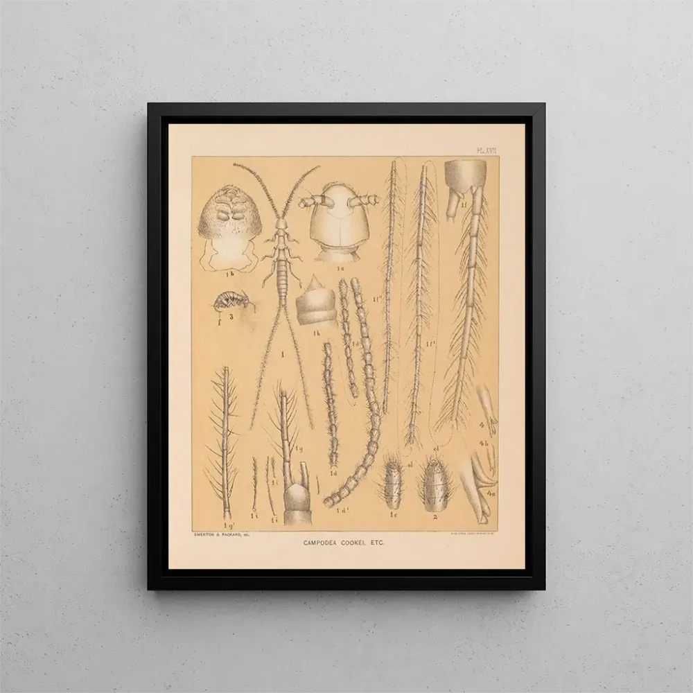 Maalaus La faune des grottes d'Amérique du Nord Pl 17 - Alpheus Spring Packard | Taidetuloste
