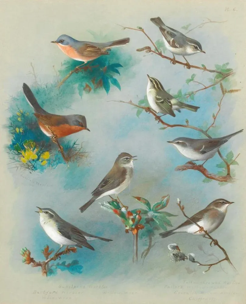 Maalaus Fauvettes et troglodytes - Archibald Thorburn | Taidetuloste