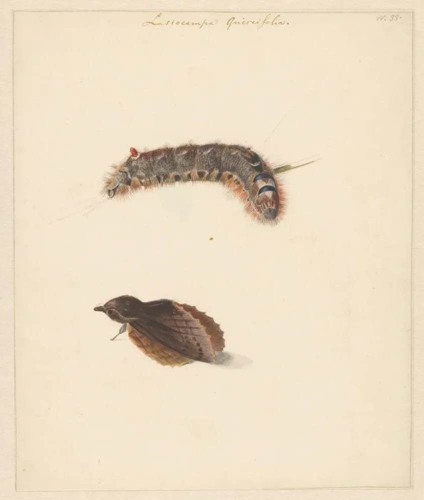 Maalaus Fiche d'étude avec chenille et papillons de nuit Lasiocampa Quireifolia - Albertus Steenbergen | Taidetuloste