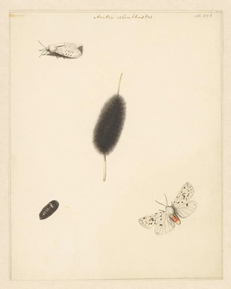 Maalaus Fiche d'étude avec cocon de chenille et papillon aux ailes déployées de l'Aretia Menthastri - Albertus Steenbergen...