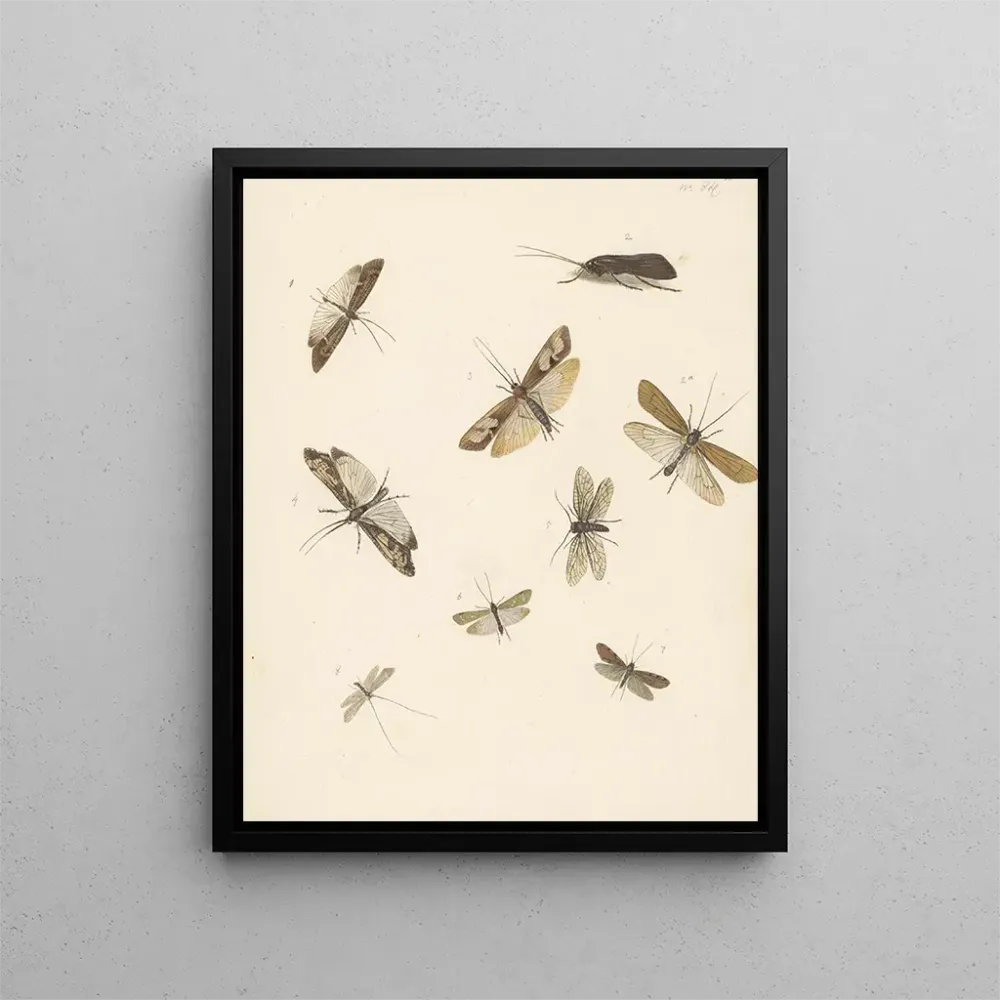 Maalaus Fiche d'étude avec huit papillons de nuit - Albertus Steenbergen | Taidetuloste
