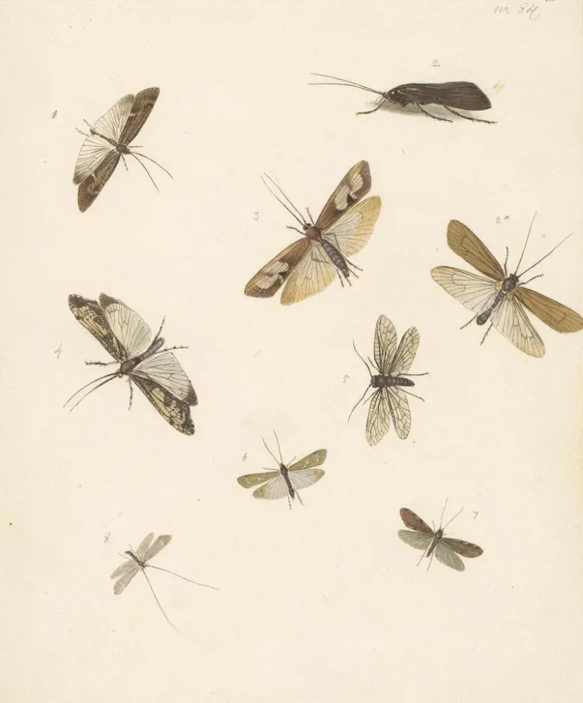 Maalaus Fiche d'étude avec huit papillons de nuit - Albertus Steenbergen | Taidetuloste