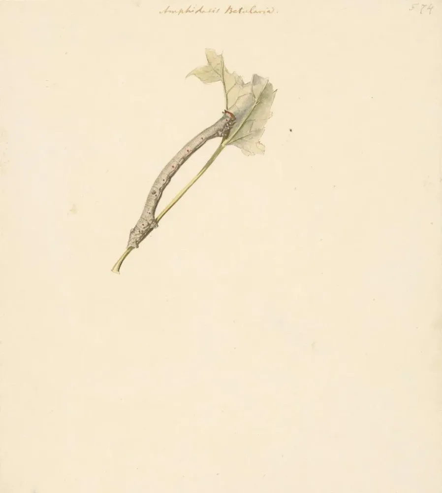 Maalaus Fiche d'étude sur la chenille Amphidasis Betularia - Albertus Steenbergen | Taidetuloste