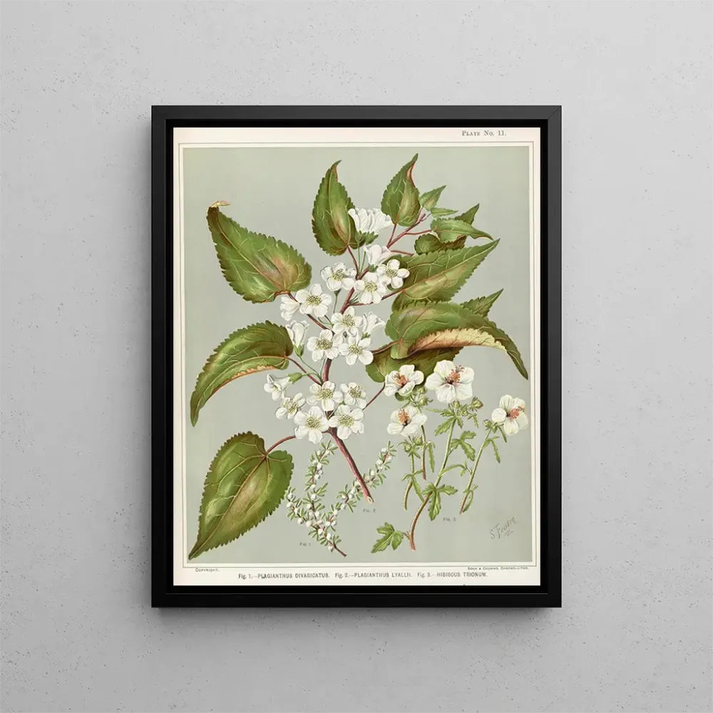 Maalaus Fig 1 Plagianthus divaricatus Fig 2 Plagianthus lyallii Fig 3 Hibiscus trionum - Sarah Featon | Taidetuloste
