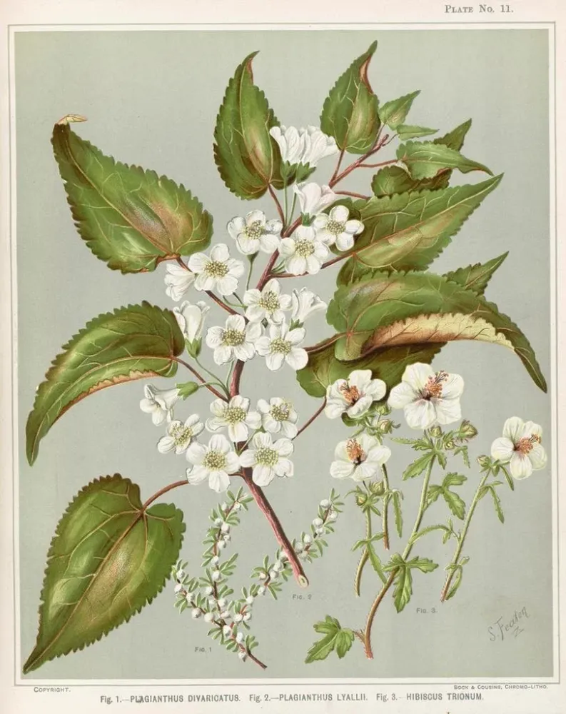 Maalaus Fig 1 Plagianthus divaricatus Fig 2 Plagianthus lyallii Fig 3 Hibiscus trionum - Sarah Featon | Taidetuloste