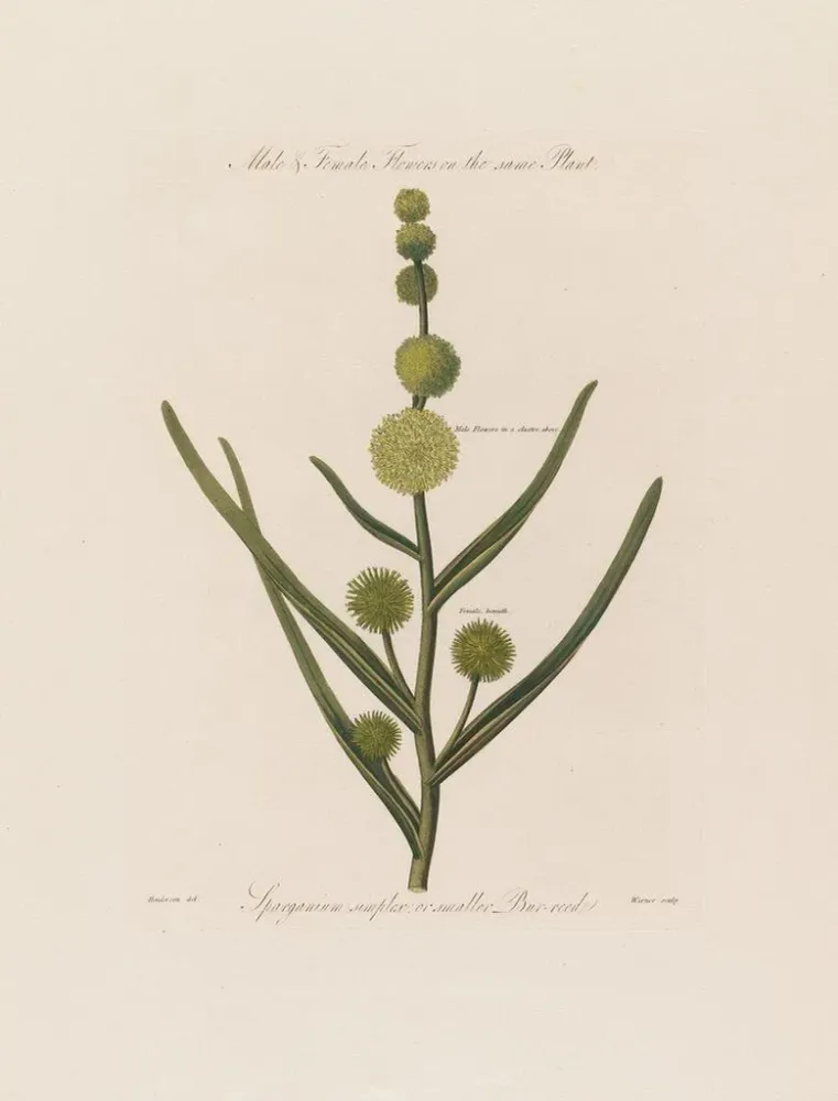 Maalaus Fleurs mâles et femelles sur la même plante Sparganium simplex ou petite massette - Robert John Thornton | Taidetu...