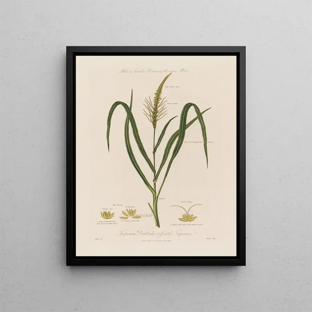 Maalaus Fleurs mâles et femelles sur la même plante Tripsacum dactiloides ou tripsacum articulé - Robert John Thornton | T...