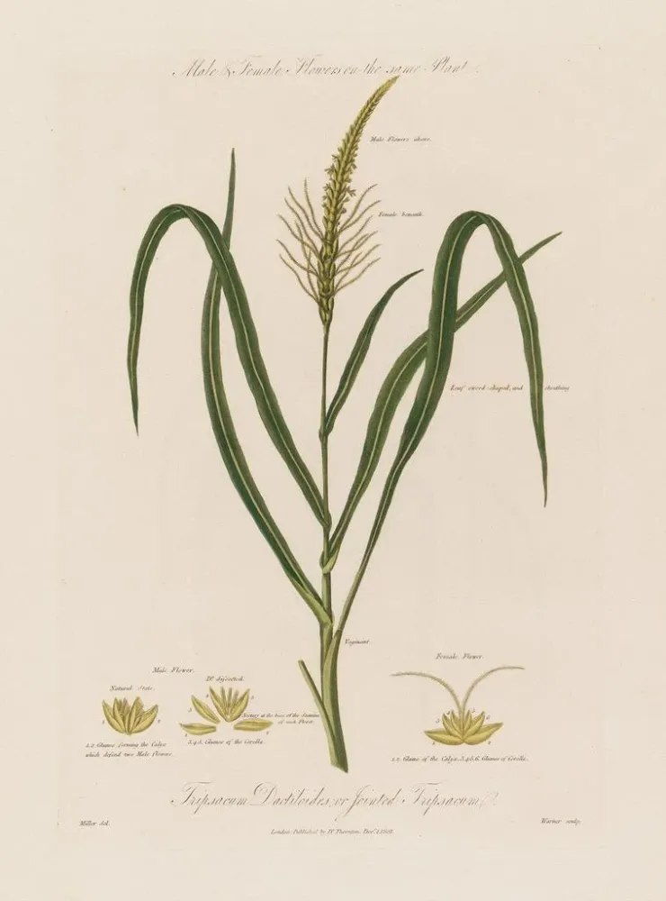 Maalaus Fleurs mâles et femelles sur la même plante Tripsacum dactiloides ou tripsacum articulé - Robert John Thornton | T...