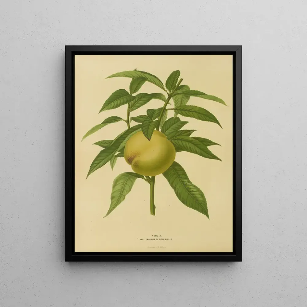 Maalaus Flore hollandaise et Pomone Pl. 09 - Abraham Jacobus Wendel | Taidetuloste