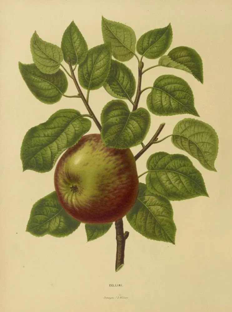 Maalaus Flore hollandaise et Pomone PL20 - Abraham Jacobus Wendel | Taidetuloste