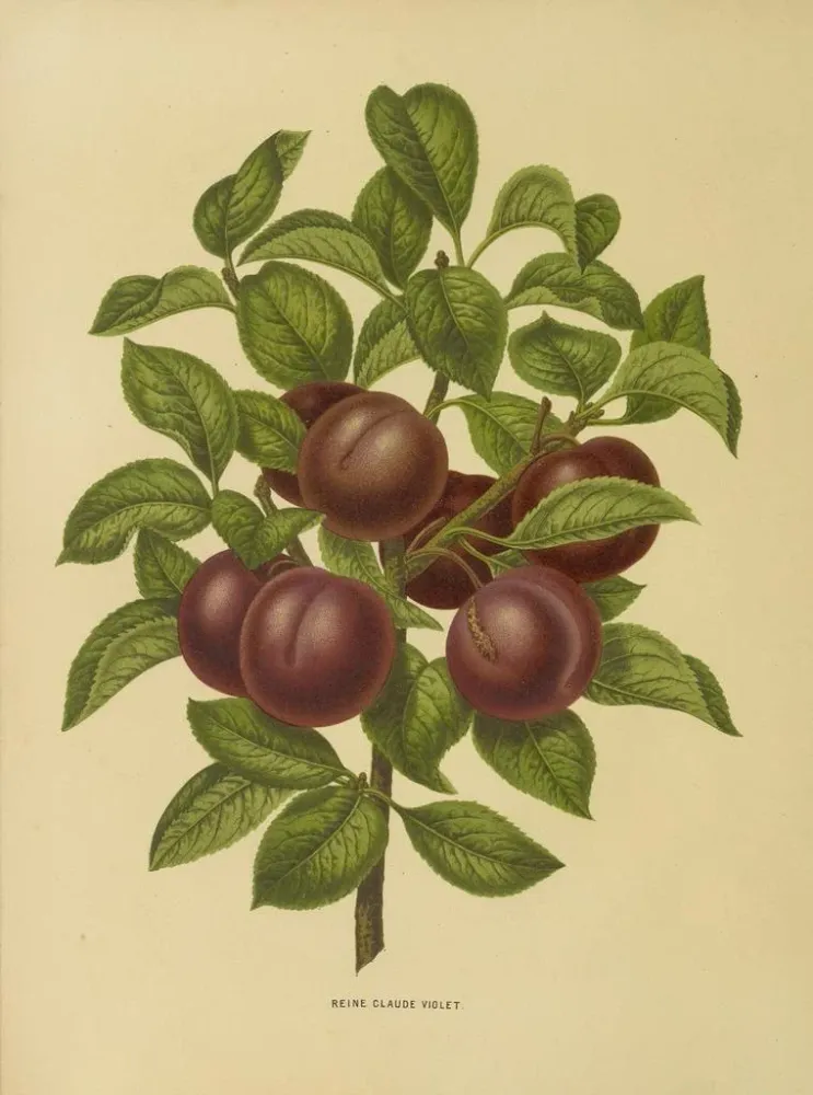 Maalaus Flore hollandaise et Pomone PL24 - Abraham Jacobus Wendel | Taidetuloste