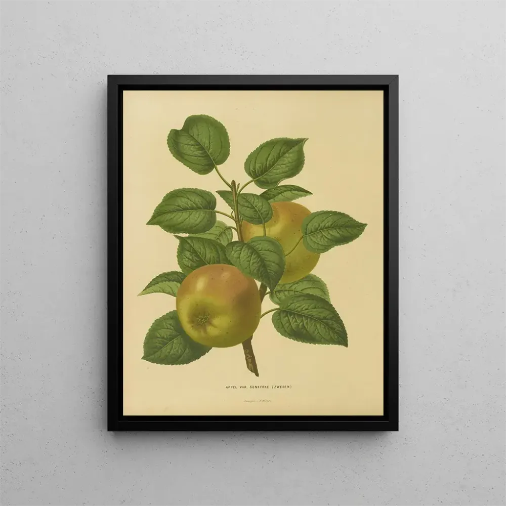 Maalaus Flore hollandaise et Pomone PL27 - Abraham Jacobus Wendel | Taidetuloste