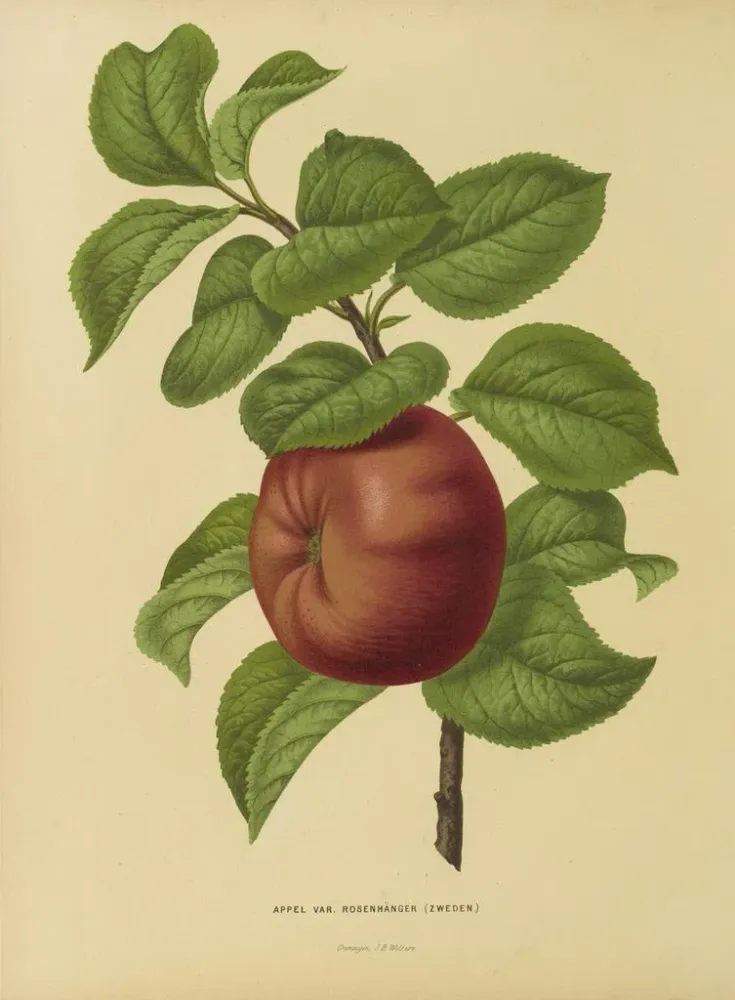 Maalaus Flore hollandaise et Pomone PL29 - Abraham Jacobus Wendel | Taidetuloste