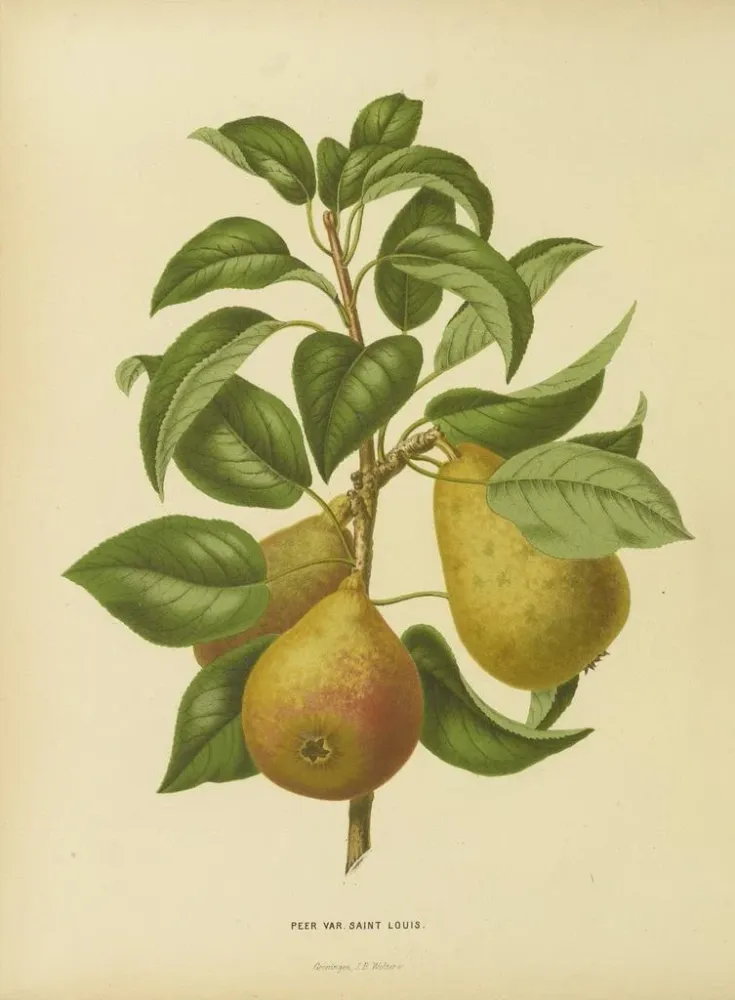 Maalaus Flore hollandaise et Pomone PL33 - Abraham Jacobus Wendel | Taidetuloste