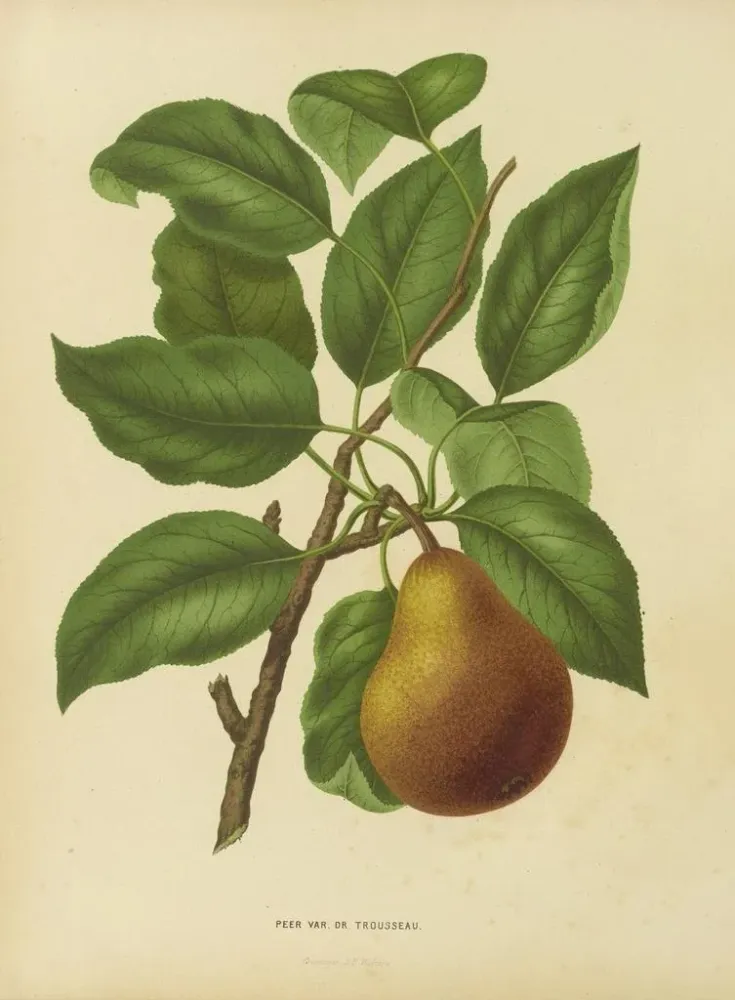 Maalaus Flore hollandaise et Pomone PL37 - Abraham Jacobus Wendel | Taidetuloste