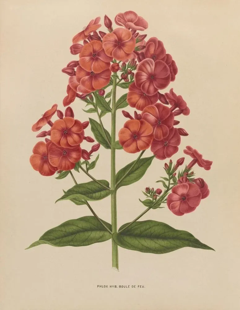 Maalaus Flore hollandaise et Pomone PL39 - Abraham Jacobus Wendel | Taidetuloste