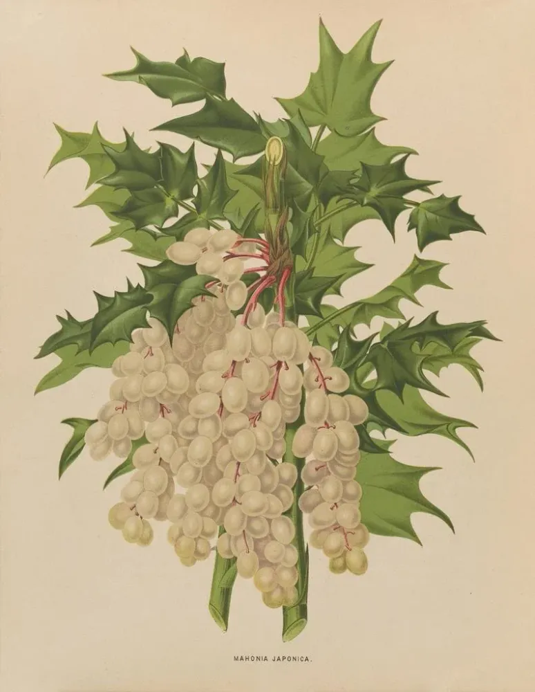 Maalaus Flore hollandaise et Pomone PL41 - Abraham Jacobus Wendel | Taidetuloste