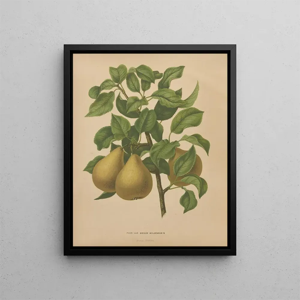 Maalaus Flore hollandaise et Pomone PL51 - Abraham Jacobus Wendel | Taidetuloste