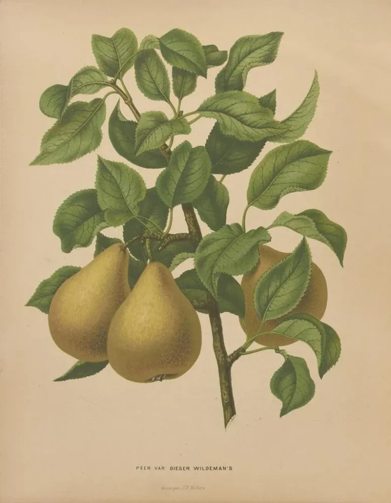 Maalaus Flore hollandaise et Pomone PL51 - Abraham Jacobus Wendel | Taidetuloste