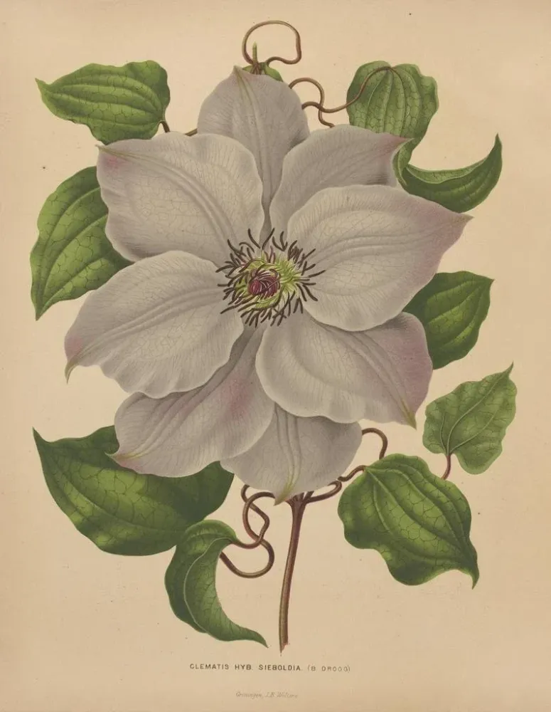 Maalaus Flore hollandaise et Pomone PL54 - Abraham Jacobus Wendel | Taidetuloste