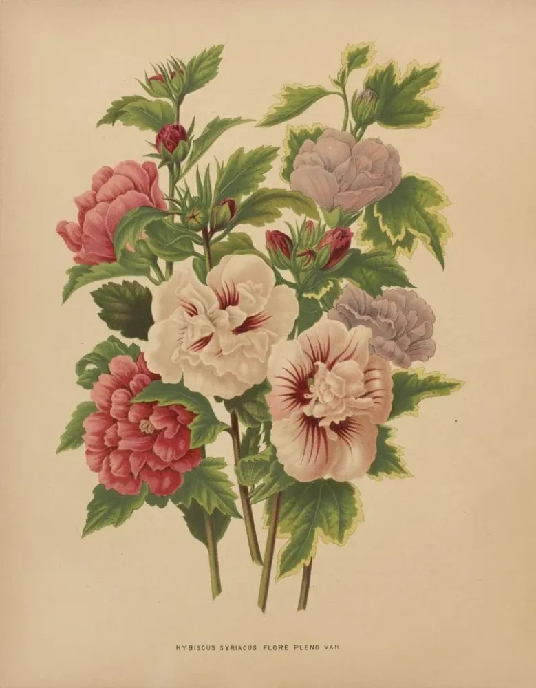 Maalaus Flore hollandaise et Pomone PL66 - Abraham Jacobus Wendel | Taidetuloste
