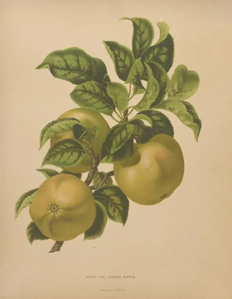 Maalaus Flore hollandaise et Pomone PL67 - Abraham Jacobus Wendel | Taidetuloste