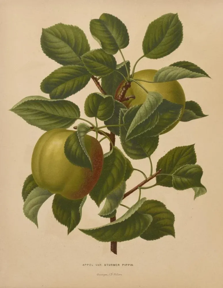 Maalaus Flore hollandaise et Pomone PL71 - Abraham Jacobus Wendel | Taidetuloste