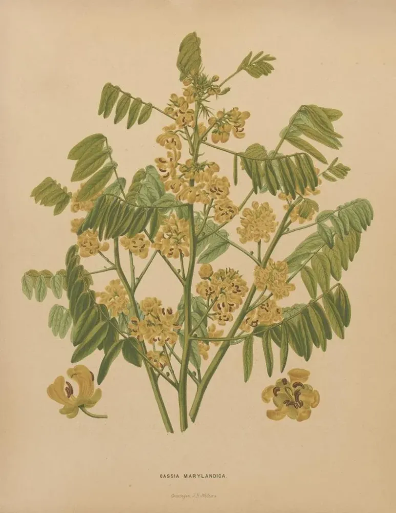Maalaus Flore hollandaise et Pomone PL78 - Abraham Jacobus Wendel | Taidetuloste