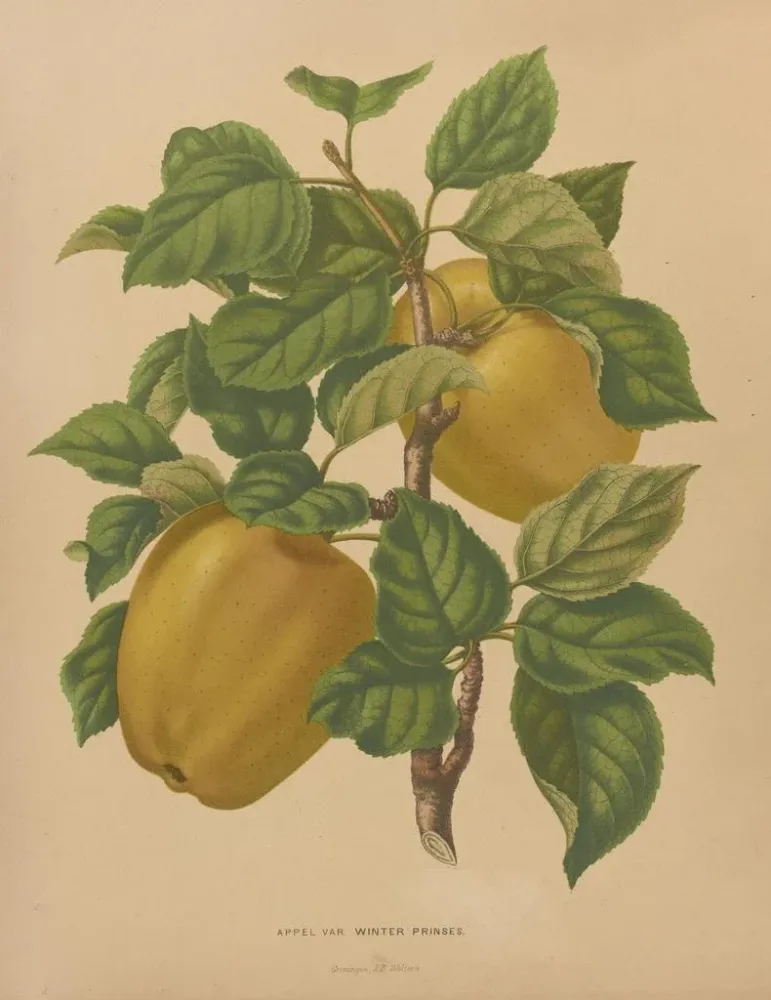Maalaus Flore hollandaise et Pomone PL79 - Abraham Jacobus Wendel | Taidetuloste