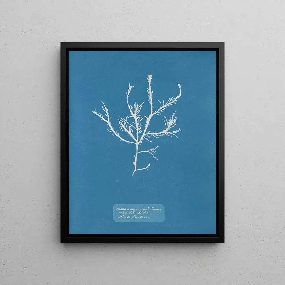 Maalaus Fucus aruginosus Turner Mer Rouge Lissabon Uusi Iso-Britannia - Anna Atkins | Taidetuloste