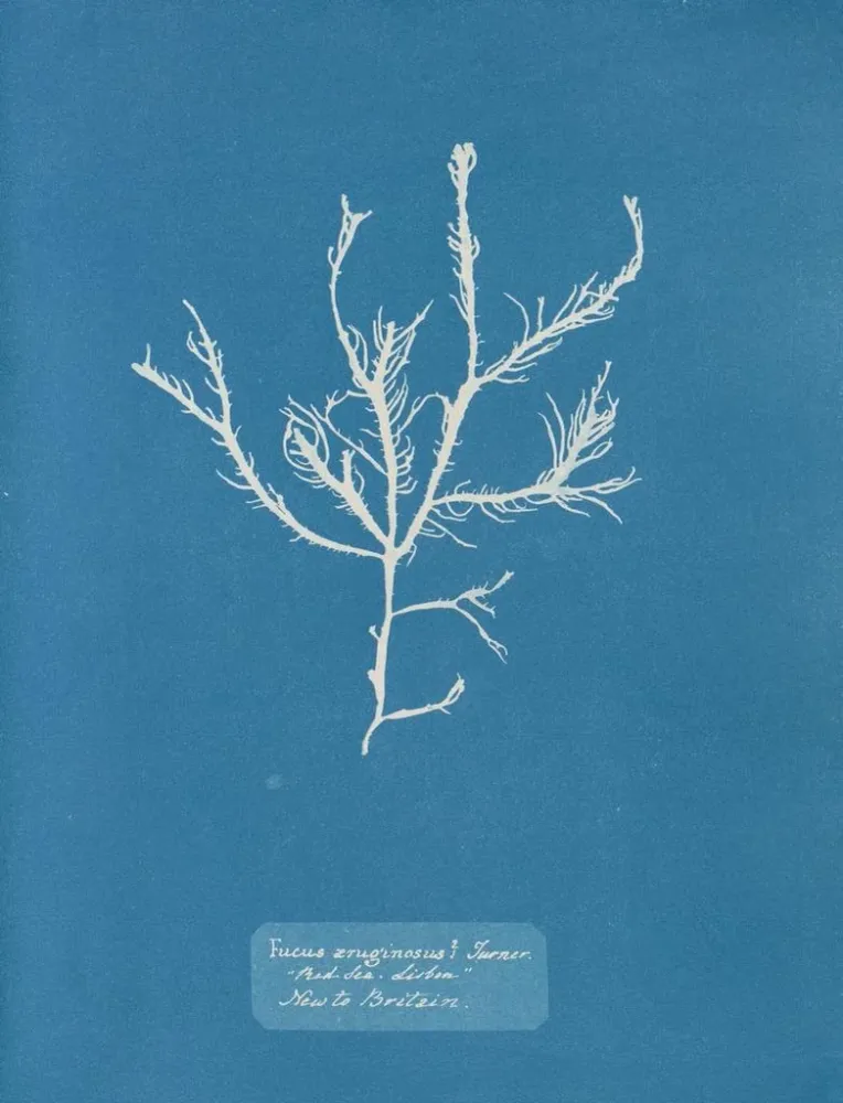 Maalaus Fucus aruginosus Turner Mer Rouge Lissabon Uusi Iso-Britannia - Anna Atkins | Taidetuloste