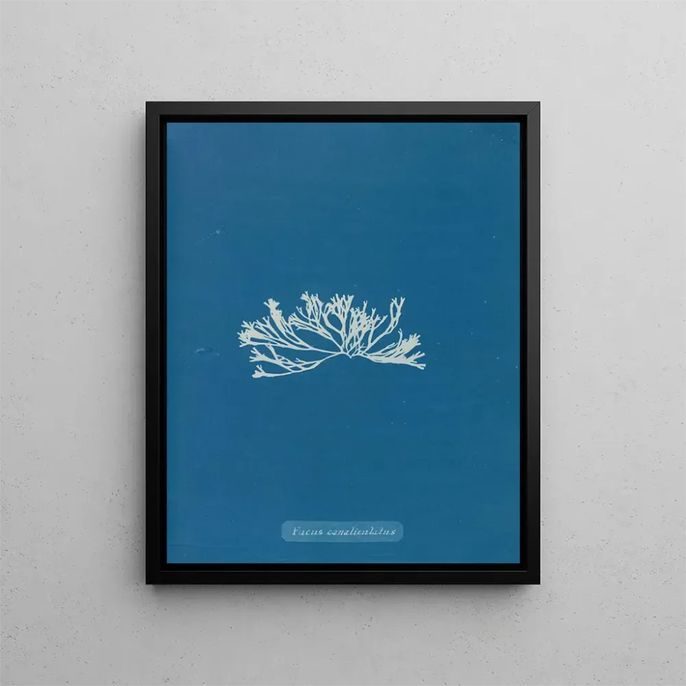 Maalaus Fucus canaliculatus - Anna Atkins | Taidetuloste