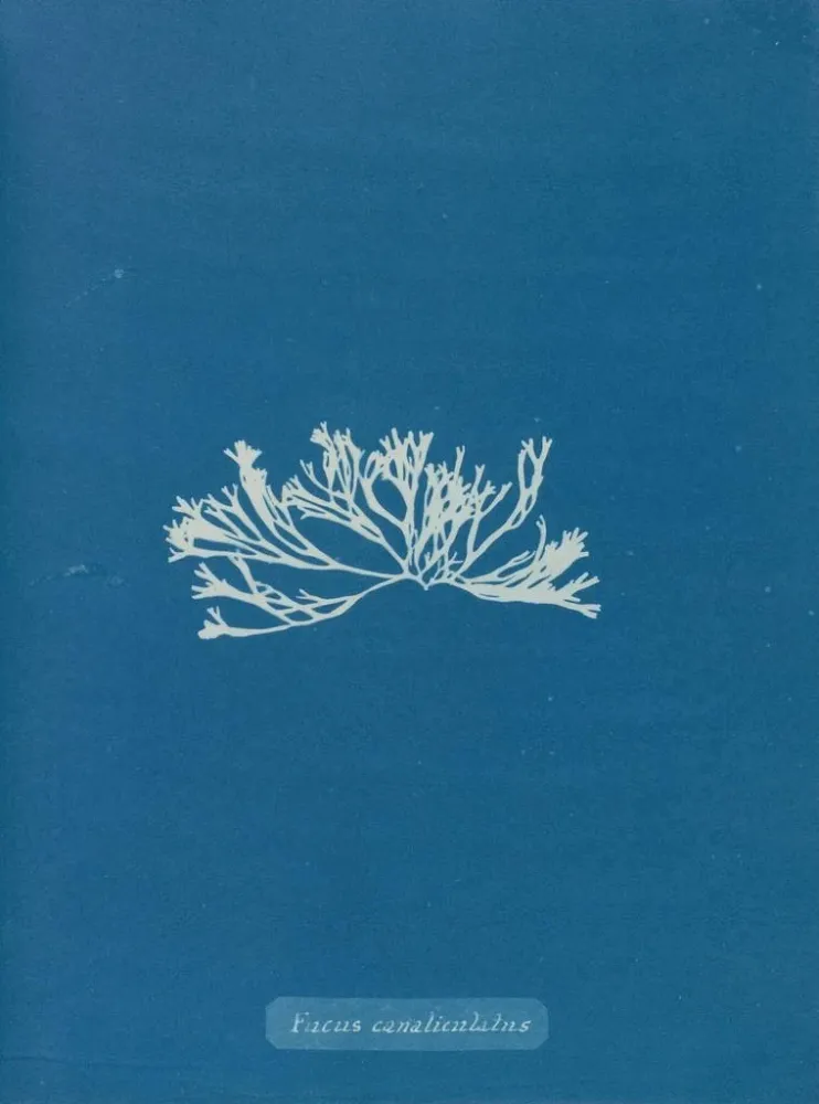 Maalaus Fucus canaliculatus - Anna Atkins | Taidetuloste