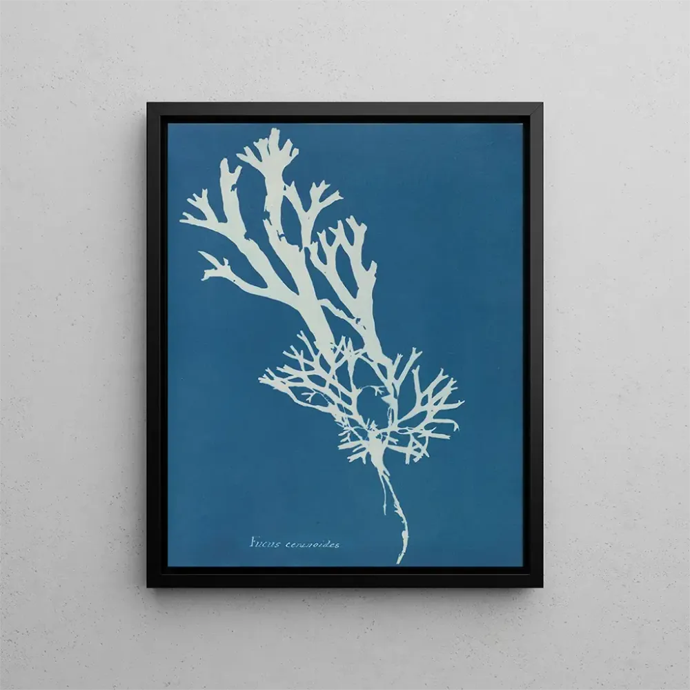 Maalaus Fucus ceranoïdes - Anna Atkins | Taidetuloste