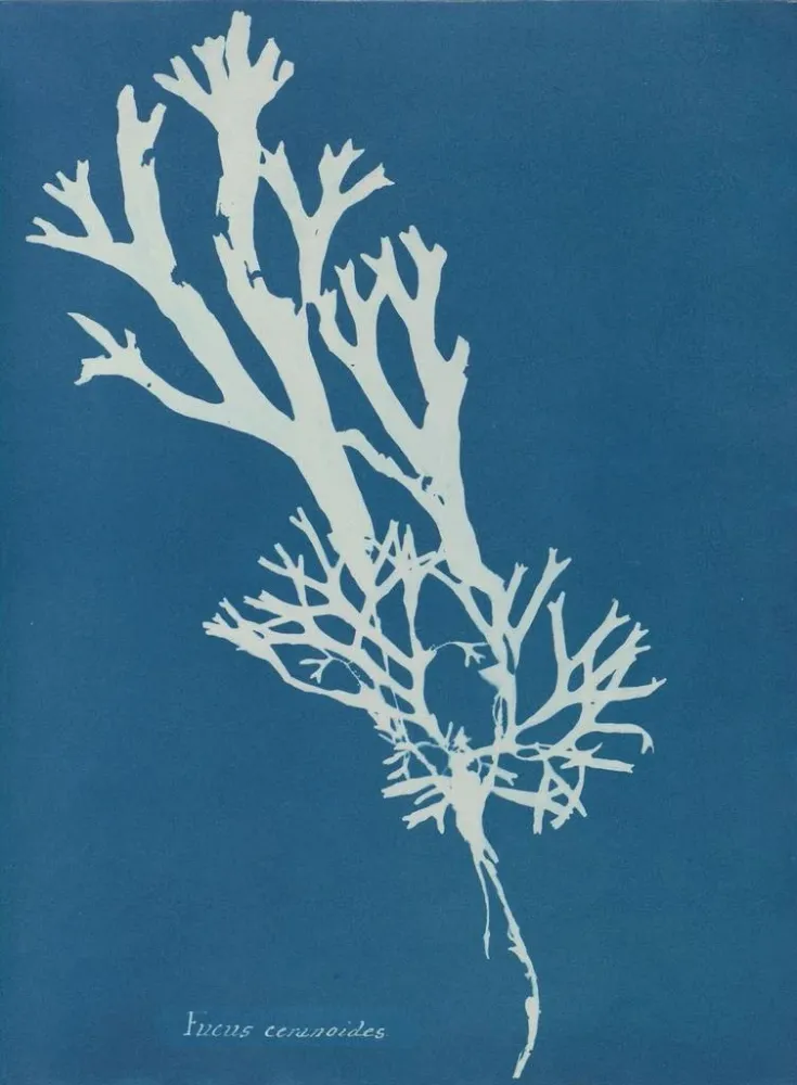 Maalaus Fucus ceranoïdes - Anna Atkins | Taidetuloste