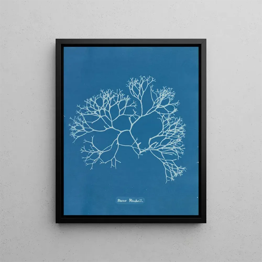 Maalaus Fucus Machaii - Anna Atkins | Taidetuloste