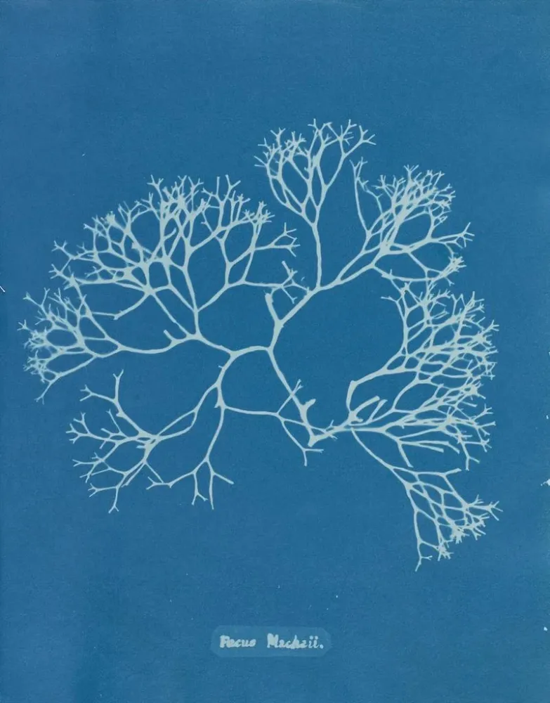 Maalaus Fucus Machaii - Anna Atkins | Taidetuloste