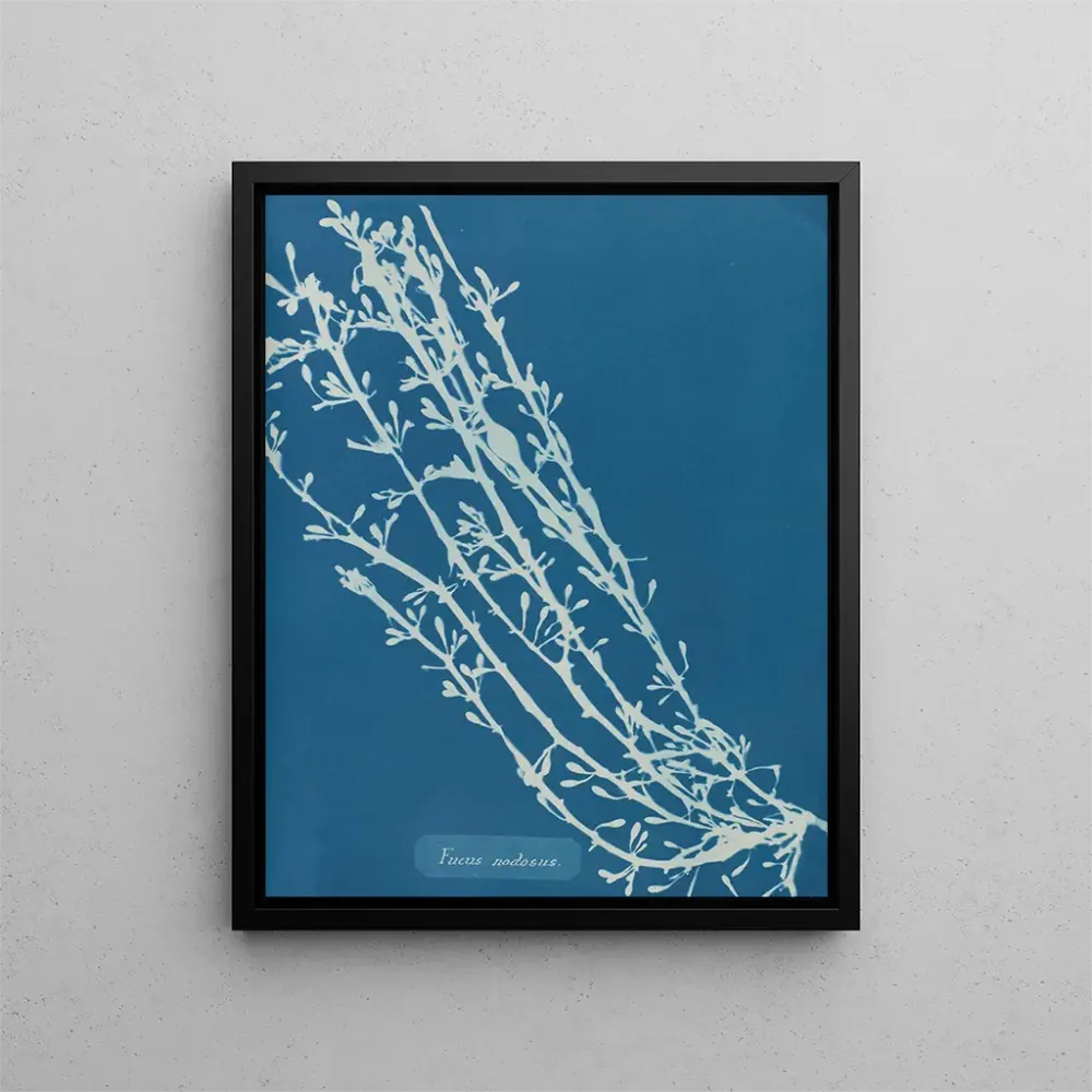 Maalaus Fucus nodosus - Anna Atkins | Taidetuloste