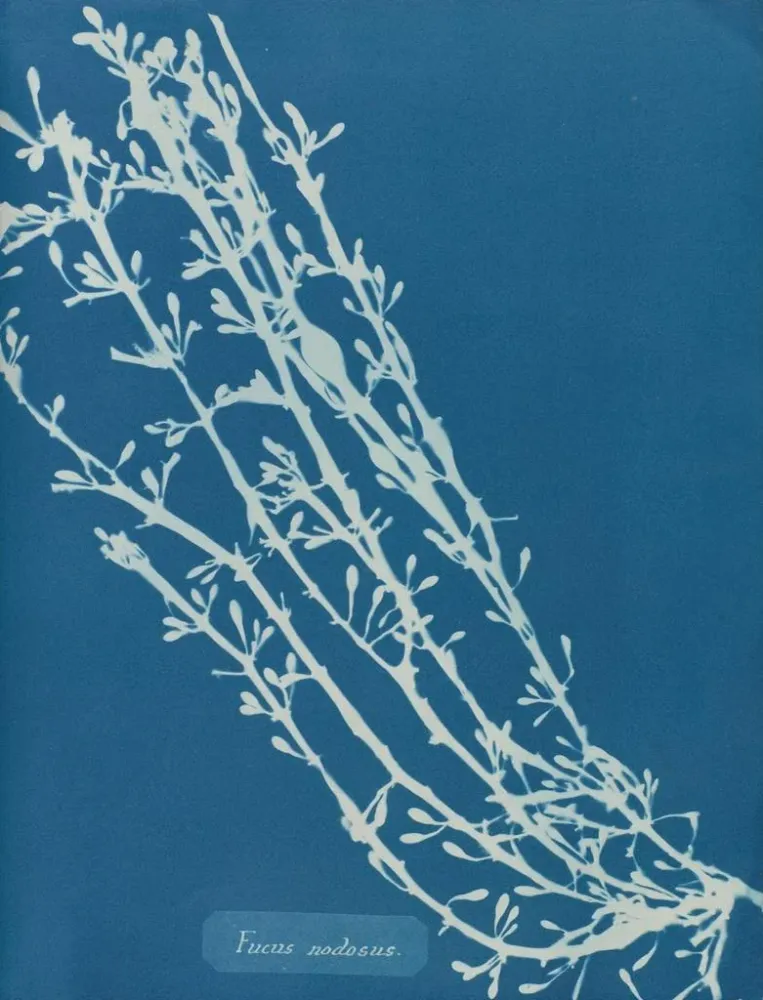 Maalaus Fucus nodosus - Anna Atkins | Taidetuloste