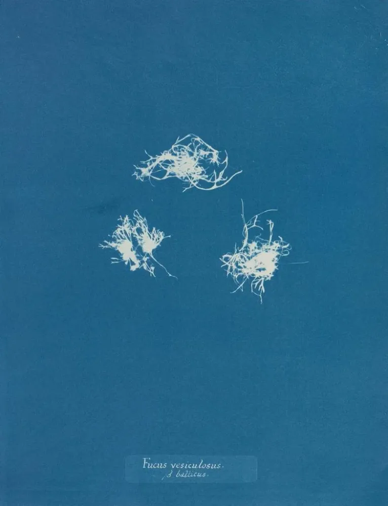 Maalaus Fucus vesiculosus vastaan balticus - Anna Atkins | Taidetuloste