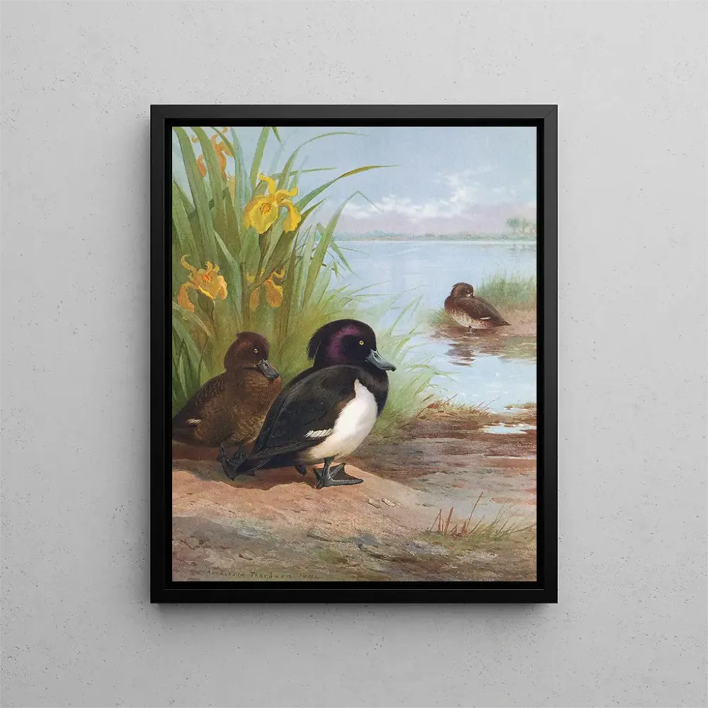 Maalaus Fuligule morillon - Archibald Thorburn | Taidetuloste