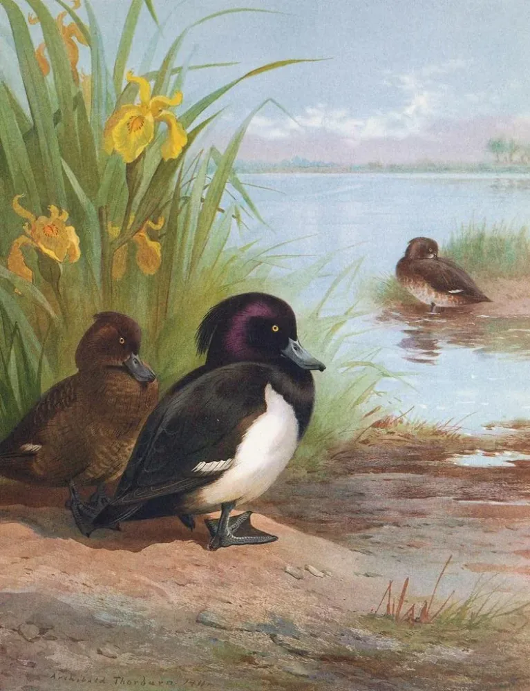 Maalaus Fuligule morillon - Archibald Thorburn | Taidetuloste