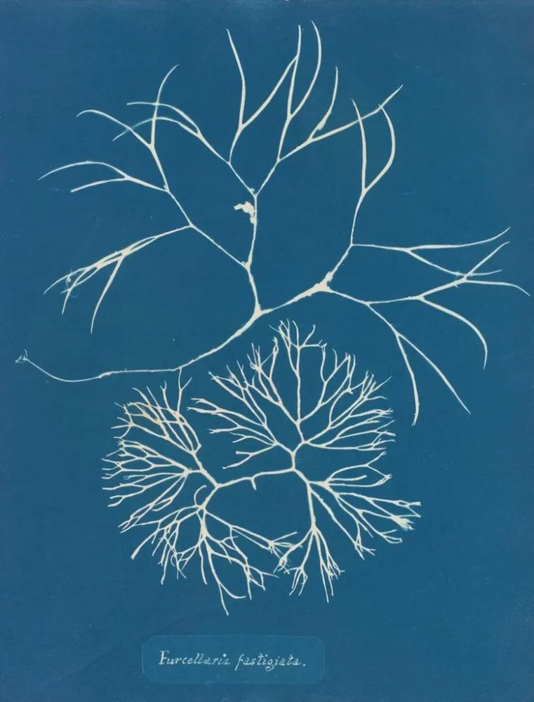 Maalaus Furcellaria fastigiata - Anna Atkins | Taidetuloste